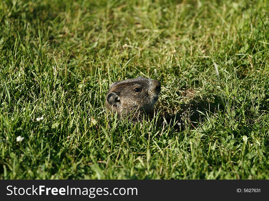 Marmot watch on the grass. Marmot watch on the grass