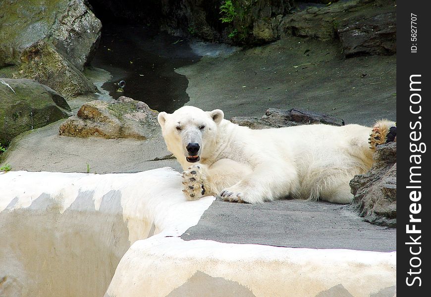 Polar Bear Resting and Staring. Polar Bear Resting and Staring