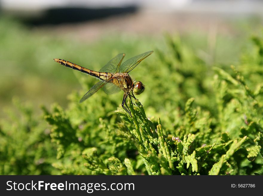 A dragonfly sitting on a branch