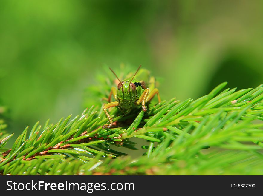 Grasshopper resting on a coniferus tree