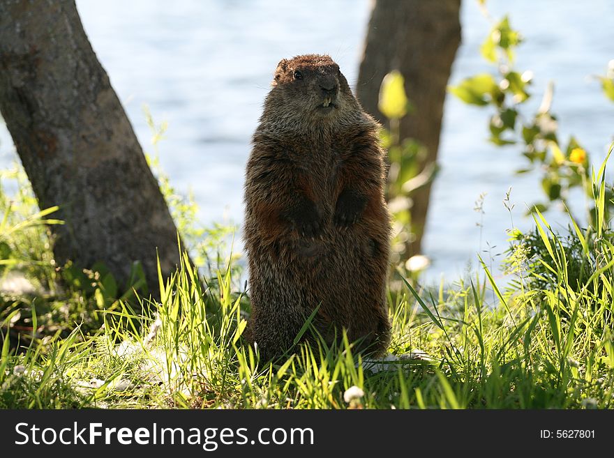 Marmot watch on the grass. Marmot watch on the grass