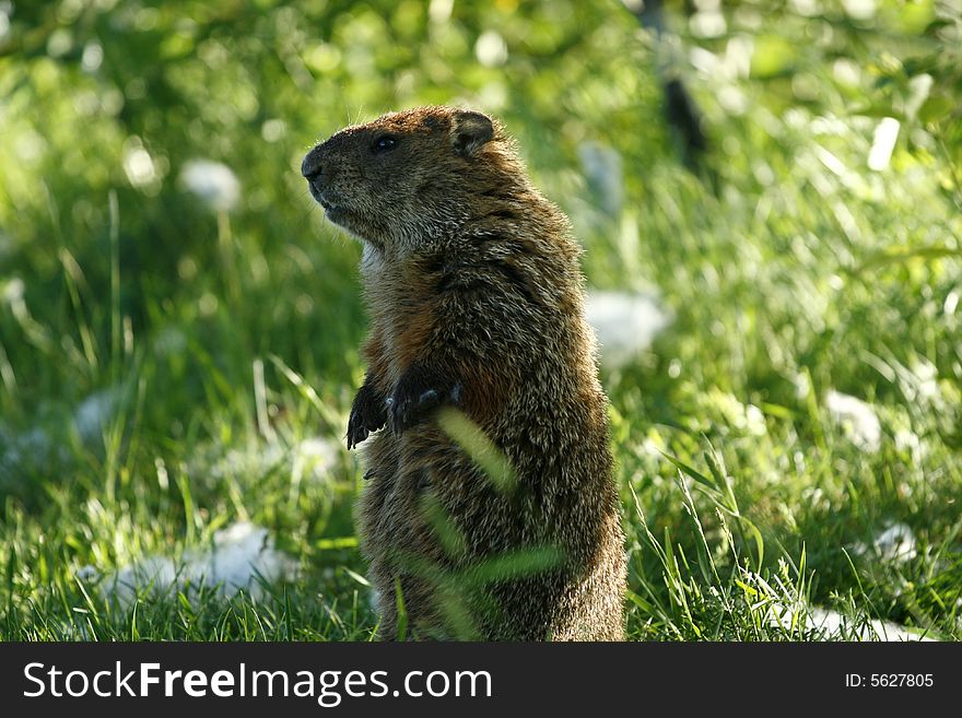 Marmot watch on the grass. Marmot watch on the grass