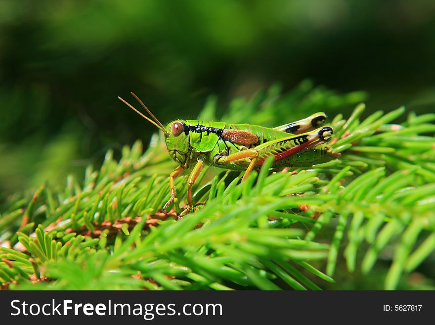 Grasshopper resting on a coniferus tree