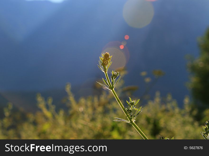 Lens flare on a plant