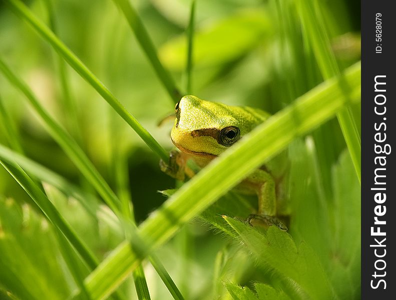 Green frog in green grass
