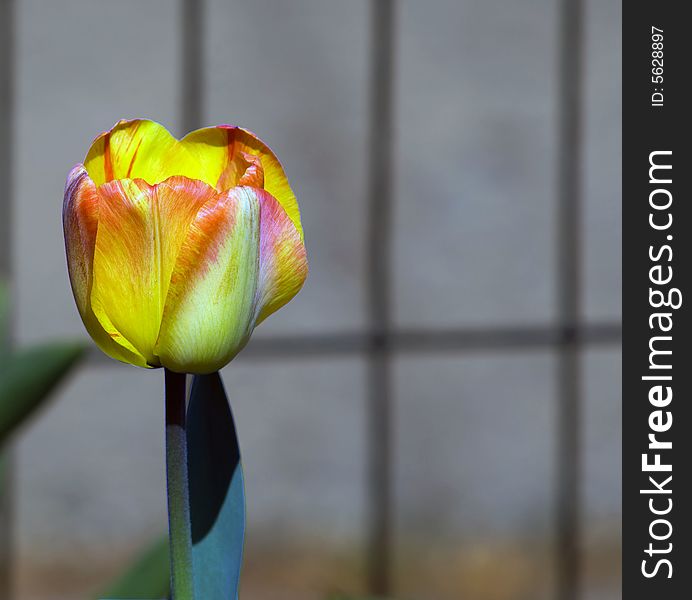 Yellow pink tulip on grey background with grate