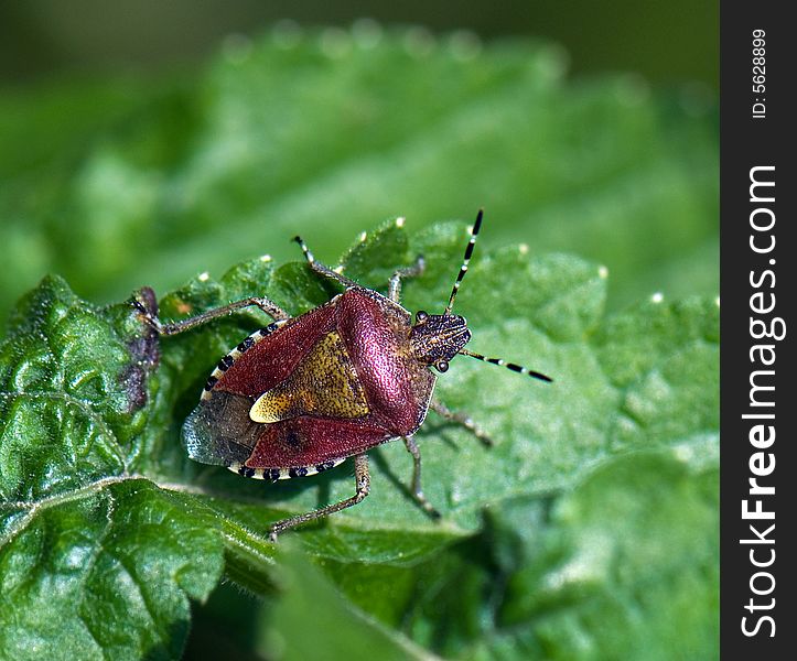 Forest Shield Bug on a green leaf goggled the eyes