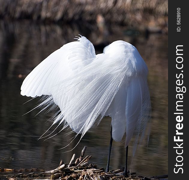 Great White Egret Cleans Plumelets