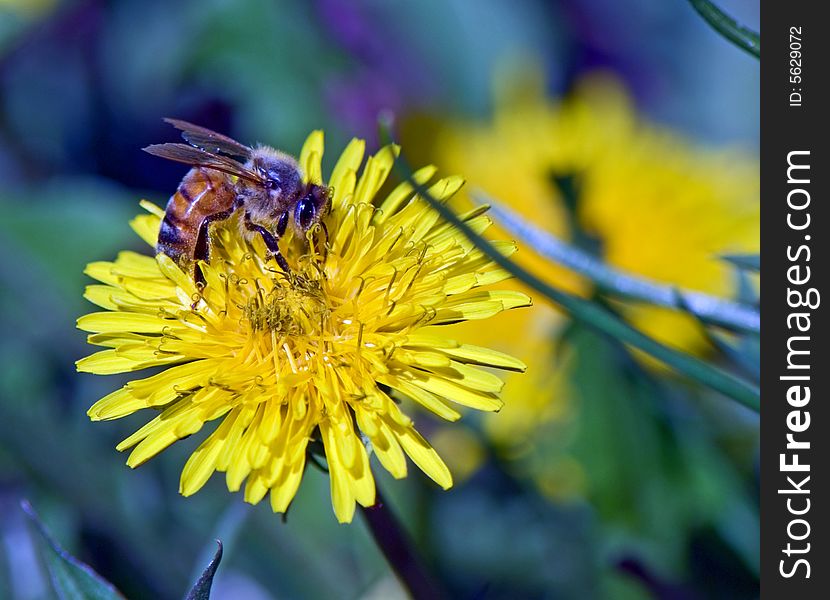 Bee on a yellow dandelion collects honey for the beehive. Bee on a yellow dandelion collects honey for the beehive