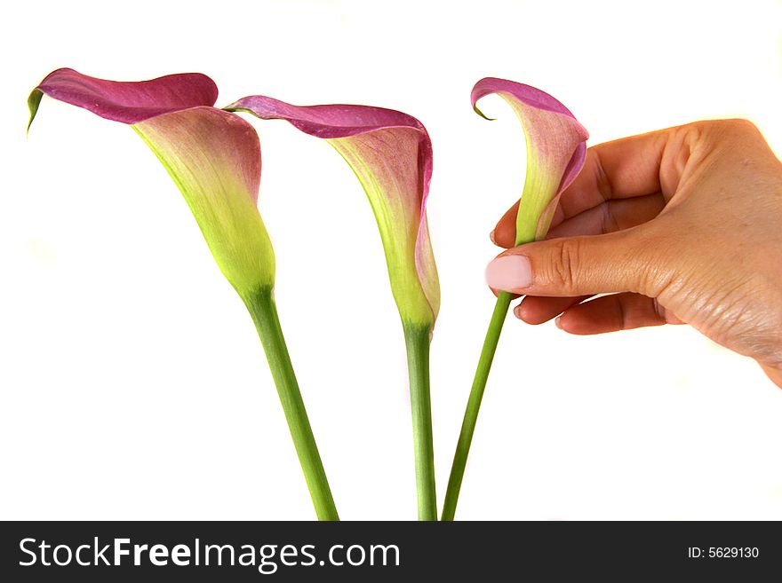 Isolated view of pink or purple calla lilies. Isolated view of pink or purple calla lilies