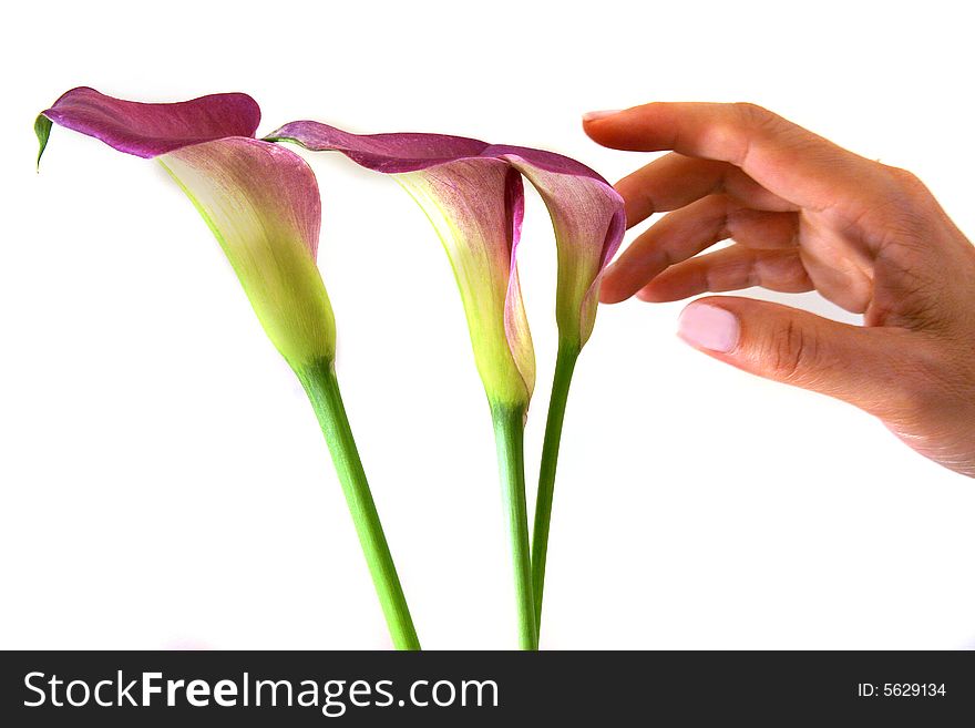 Isolated view of pink or purple calla lilies. Isolated view of pink or purple calla lilies