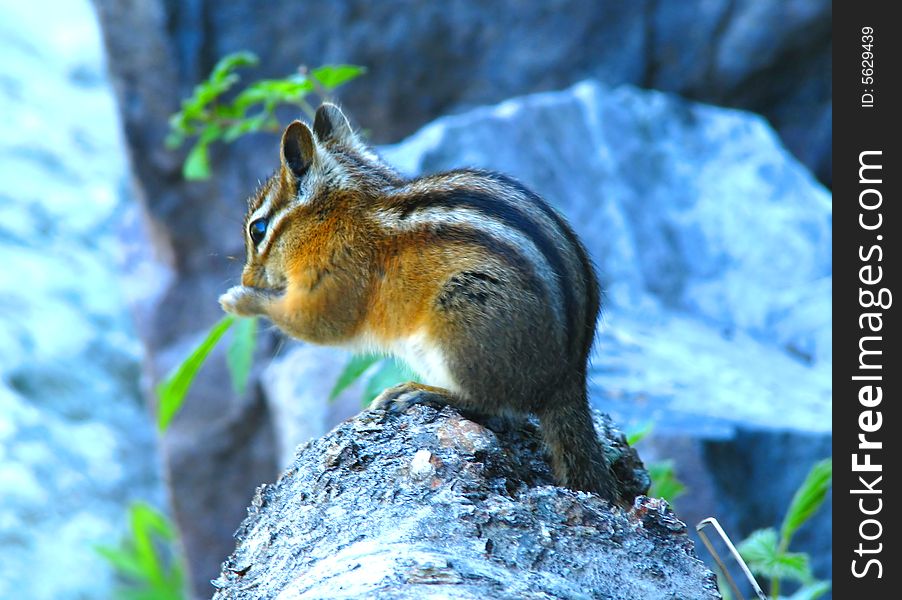 Squirrel in Glacial national park in Montana