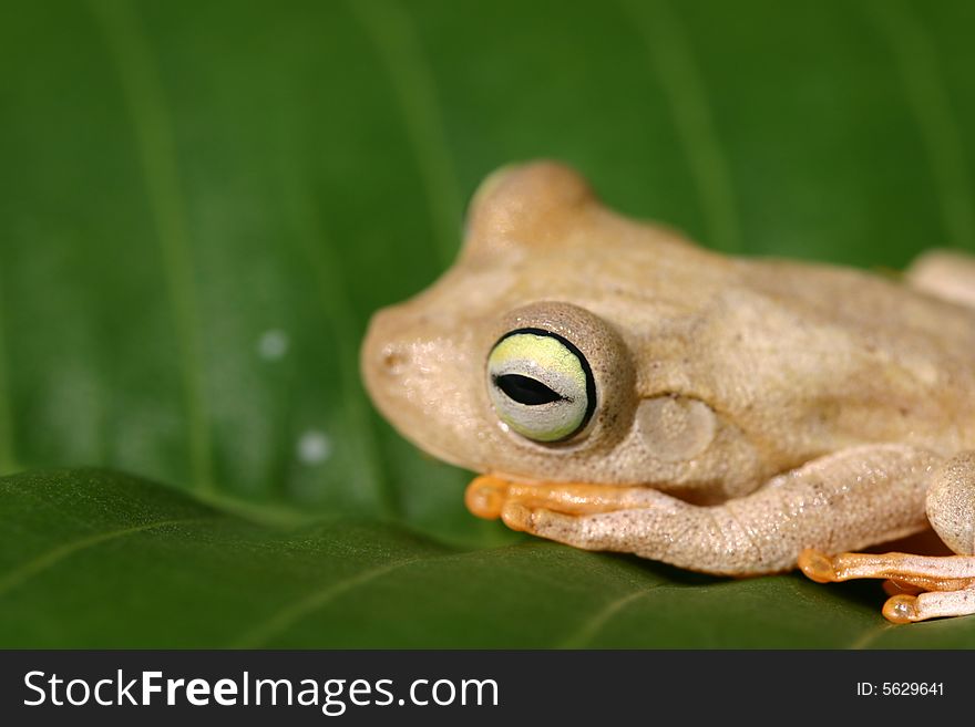 Frog lying on a leaf. Frog lying on a leaf