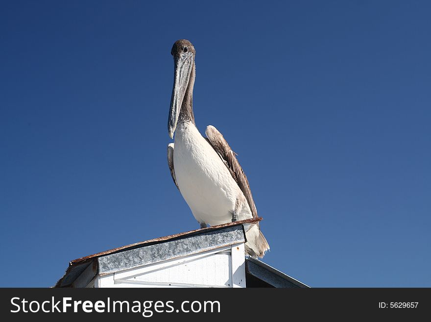 A pelican keeping watch over a pier against a blue sky. A pelican keeping watch over a pier against a blue sky.