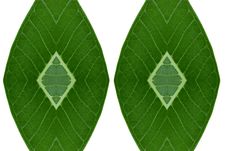 Idea Form Leaf. Stock Image Idea Form Leaf. Stock Image