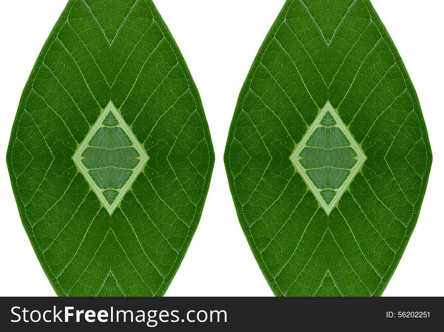 Idea form leaf.