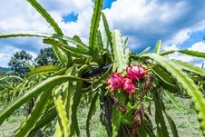 Dragon Fruit Is On The Tree Stock Photo