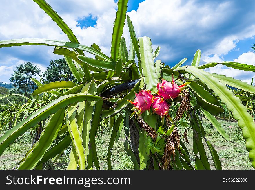 Dragon Fruit Is On The Tree