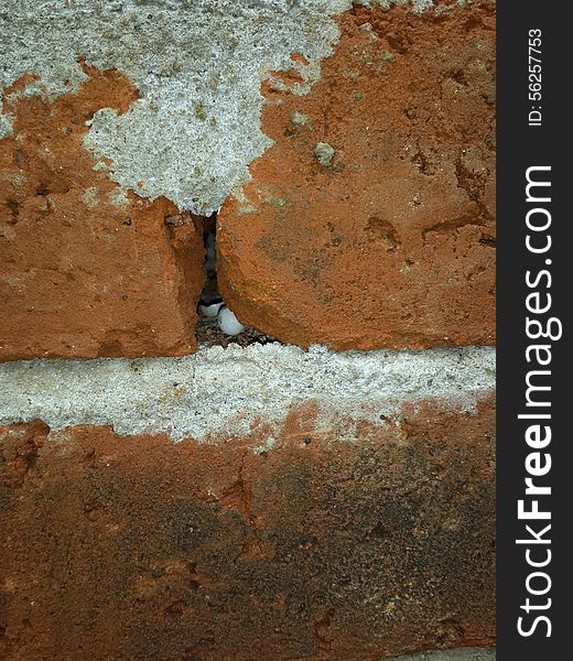 lizard eggs between bricks of Wall in house at rular india