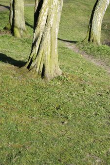 Three Trees Stock Images Three Trees Stock Images