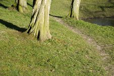 Three Trees Royalty Free Stock Image Three Trees Royalty Free Stock Image