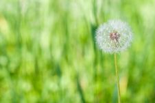Dandelion With Green Background Royalty Free Stock Photo