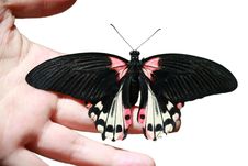 Butterfly On Hand Stock Photography Butterfly On Hand Stock Photography