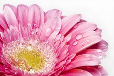Gerber Daisy With Droplets Stock Photos Gerber Daisy With Droplets Stock Photos