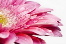Gerber Daisy With Droplets Royalty Free Stock Image Gerber Daisy With Droplets Royalty Free Stock Image
