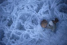 Leaf On The Ice Royalty Free Stock Photo Leaf On The Ice Royalty Free Stock Photo