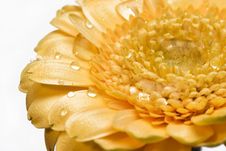Gerber Daisy With Droplets Stock Photo Gerber Daisy With Droplets Stock Photo