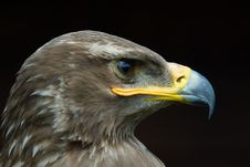 Steppe Eagle Royalty Free Stock Image Steppe Eagle Royalty Free Stock Image