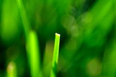 Broken Blade Of Grass Royalty Free Stock Images