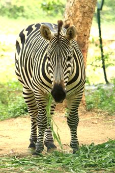 Zebra Royalty Free Stock Photo