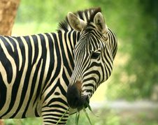 Zebra Royalty Free Stock Photography