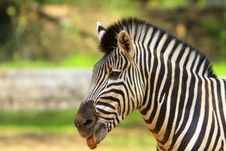 Zebra Royalty Free Stock Images