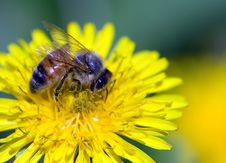 Close-up Of Bee Strewed With Pollen Stock Photography Close-up Of Bee Strewed With Pollen Stock Photography