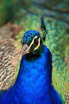 Proud Peacock Stock Images