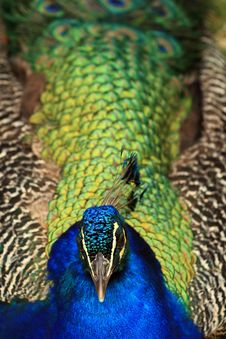 Proud Peacock Stock Image