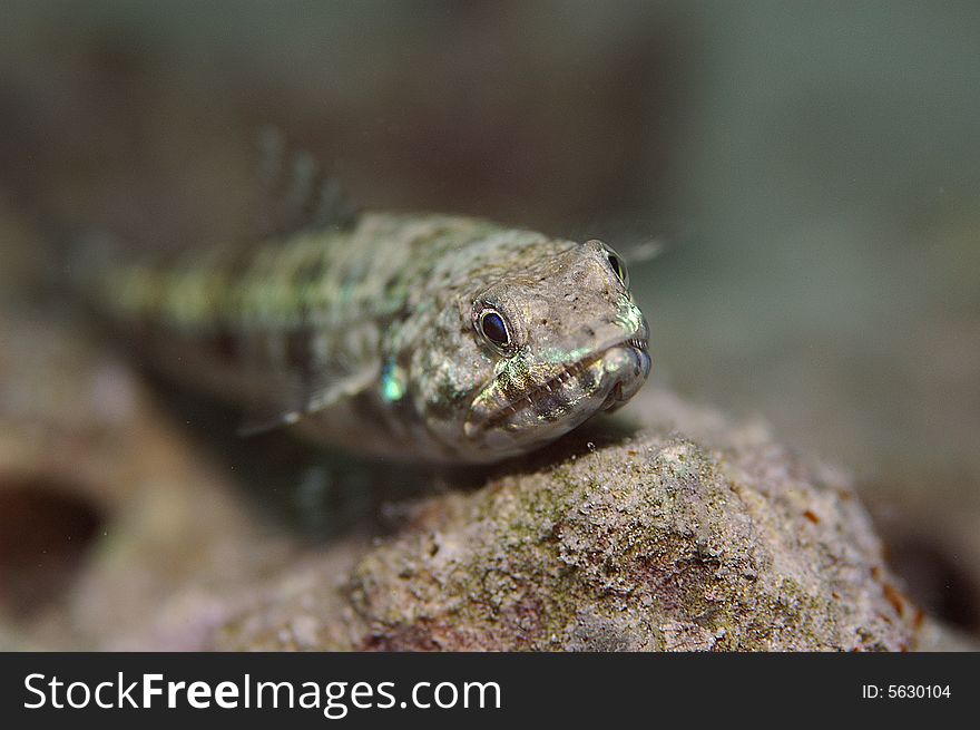 Lizard fish rsting on coral