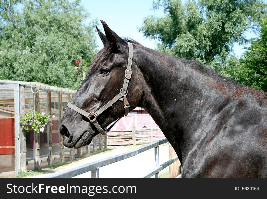 Portrait of black horse on farm's background. Portrait of black horse on farm's background