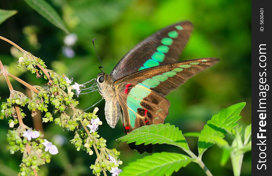 The Beautiful Butterfly ï¼ˆGraphium Sarpedon ï¼‰