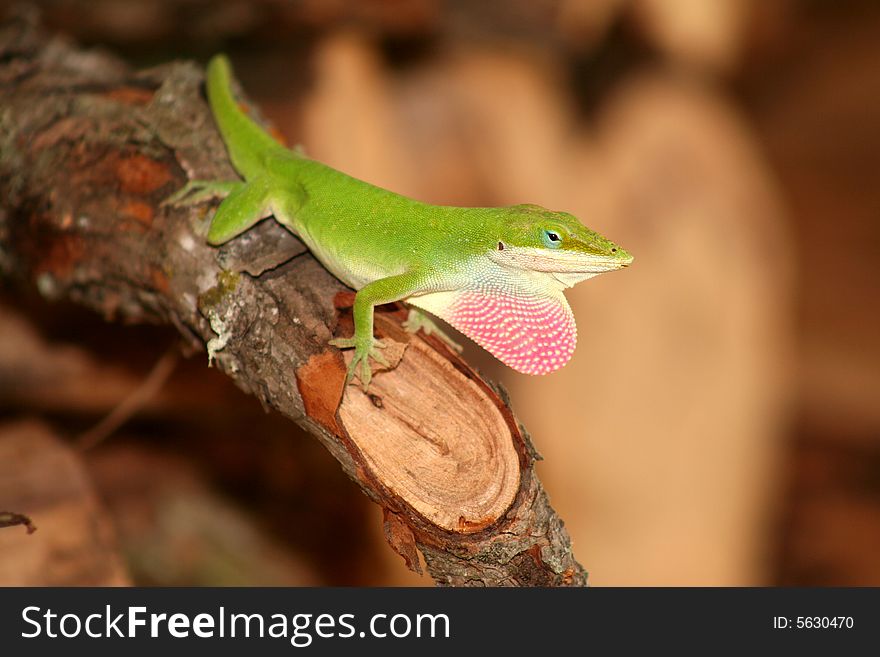 A bright green lizard on the wood pile