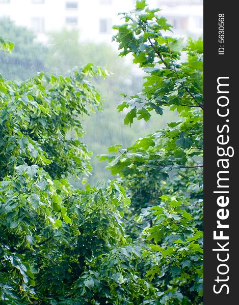 Vivid maple leaves under rain