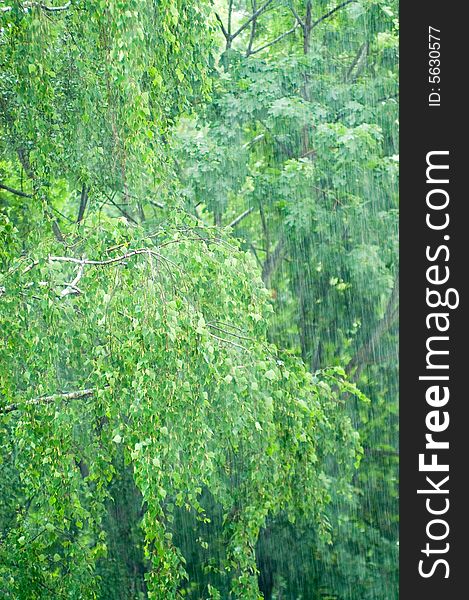 Vivid maple and birch leaves under rain