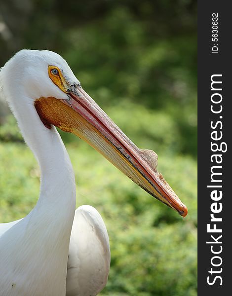 A large white bird with a long yellow and orange beak. A large white bird with a long yellow and orange beak.