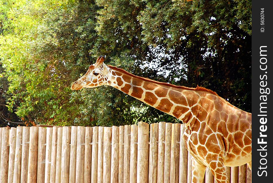 Giraffe stretching neck out looking for food