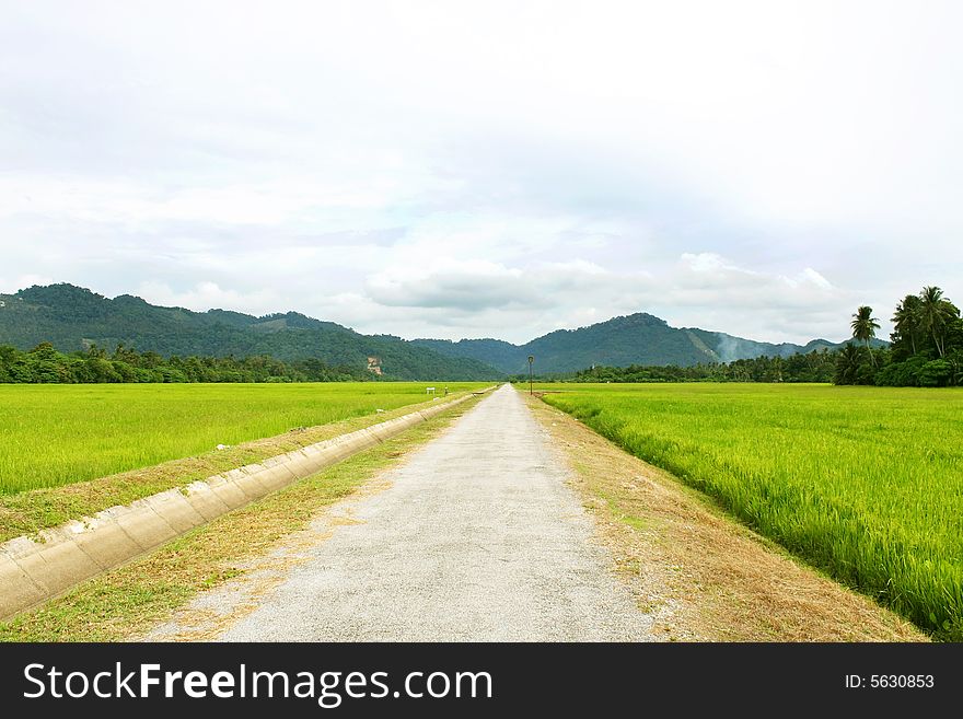 Walkway in paddy field on sunny day. Walkway in paddy field on sunny day.