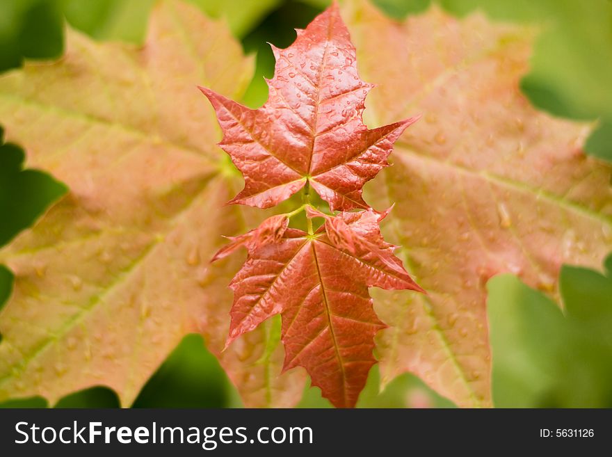 Close Up Of Red Leaves