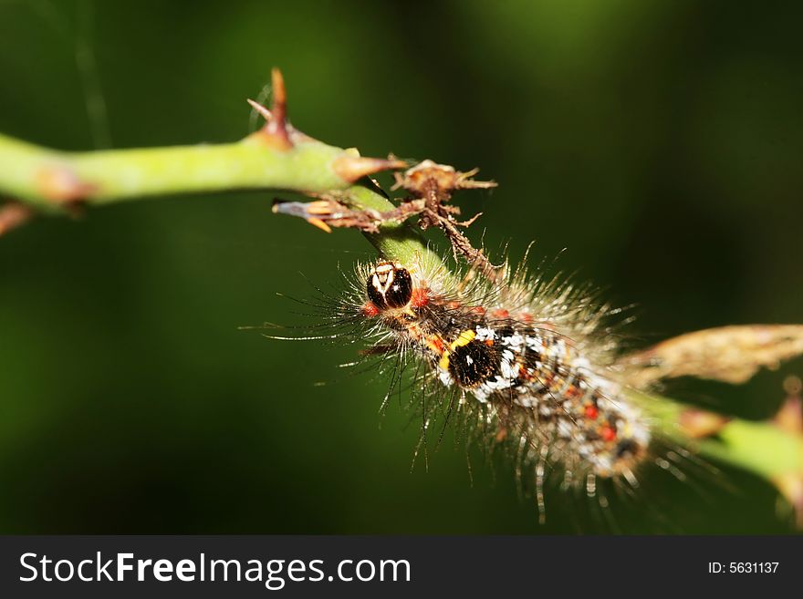 The caterpillars on the leaf in the field .